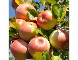 Apple tree ) is a jewish surname. Apfelbaum Wonder Tree Ecolette Gartencenter Leurs Venlo Holland