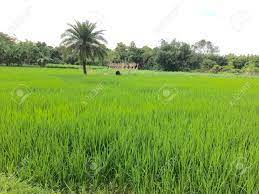 See more ideas about landscape, pictures, scenery. A Beautiful Natural Scenery With Green Corn Field And Trees In Stock Photo Picture And Royalty Free Image Image 86866144