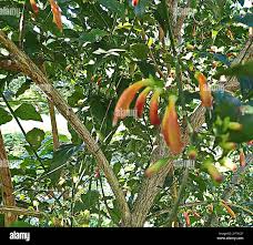 Image result for Halleria elliptica