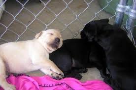 They are purebred, will grow up to 60 to 70 pounds first two pictures are. Golden Retriever X Lab Puppies For Sale In Estacada Oregon Classified Americanlisted Com