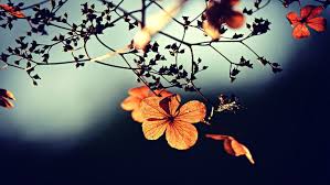 Qingyu Case New Year S Eve Romantic Song Ci Piano Music Background Music Mp3 Free Download Pikbest