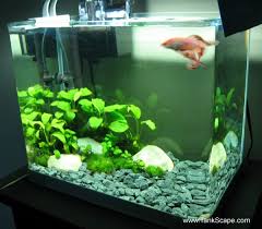 Tank Scape My Betta Tank The River Bed Betta Tank Betta Betta Fish Tank