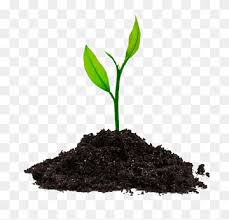 spirulina png images pngwing spirulina png images pngwing