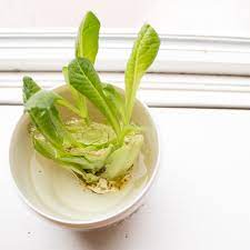 Basically i used most of the romaine leaves minus a few on the core, and i've been watering it and dumping out old water every couple of days. How To Regrow Lettuce From A Stump Pink Stripey Socks