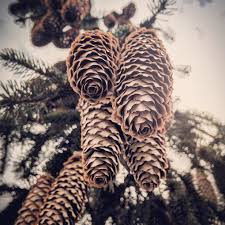 Buy weeping norway spruce (picea abies 'pendula') online with delivery to your doorstep. Smithsonian Gardens On Twitter Weeping Norway Spruce Cones Outside Airandspace More On Our Tree Collection Https T Co 2puc5bbrbc Https T Co Ooyrlcyzfq