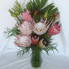 Image result for Protea argyrea