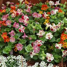 Image result for Mimulus