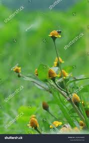 Image result for Crotalaria hyssopifolia