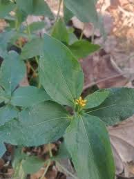 Image result for Synedrella nodiflora