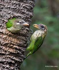 Pin On Photo Birds