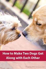 Obedience training is just like behavioural. How To Help Your Dog Get Along With Other Dogs Dogs Pure Breed Dogs Dog Grooming