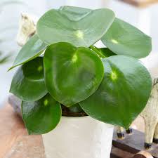 The emerald ripple variety is a close relative to the peperomia obtusifolia or baby rubber plant. Buy Peperomia Peperomia Polybotrya Raindrop 17 99 Delivery By Crocus