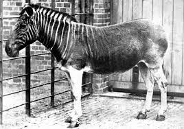 Quagga Definition And Synonyms Of Quagga In The English Dictionary