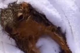 College Student Uses Cpr To Save Drowning Squirrel College Students Drowning Cpr