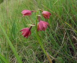 Image result for Eulophia hians