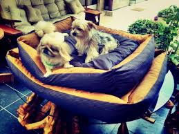 80 X 110 Cm Kopek Yatagi Kopek Minderi Mustard Dog Bed Kopek Yataklari Hardal Rengi Kopek Minderi Kopek Yataklari Http Kopek Yataklari Kopek Yatagi Kopek