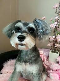 Example Of Asian Styling With Long Ears Schnauzer Grooming Dog Grooming Styles Mini Schnauzer Puppies