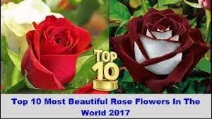 They make you feel special, graceful and elegant at the same time. Top 10 Most Beautiful Rose Flowers In The World 2017 Youtube