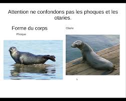 Difference Phoques Et Otaries Clacroix5040