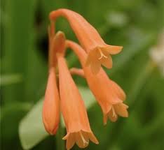 Image result for Kirkiaceae