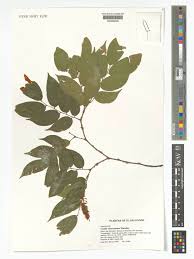 Image result for Crudia