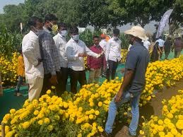 We did not find results for: Syngenta Flowers India Impresses Thousands Of Growers With New Marigold Hybrids Syngenta Flowers
