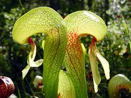 Check spelling or type a new query. ListÄƒ De Plante Carnivore Wikipedia
