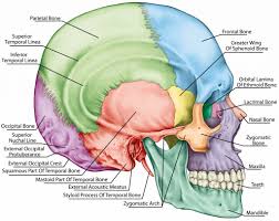 Digestive system is a collection of organs that work together to break it is also called the digestive tract or gi tract. 58 Anatomy And Physiology Coloring Book Image Ideas Haramiran