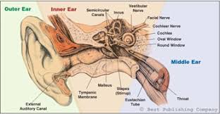 Image result for Inner Ear Decompression Sickness