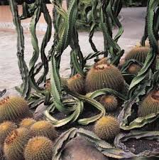 Transfer them out daytime for them to absorb oxygen too. Weeping Euphorbia And Golden Barrel Cactus Barrel Cactus Golden Barrel Cactus Cactus