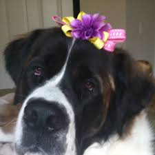 Black And White St Bernard Dog Pin Von Kay Auf Animals That Melt Your Heart Bernhardiner