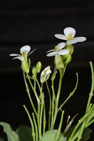 Image result for Arabis alpina