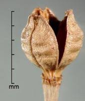 Image result for Huaceae