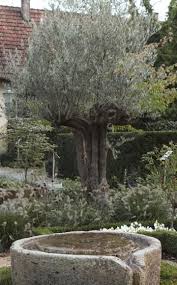 Tauschend Echt Die Doppelganger Mediterraner Pflanzen Mediterrane Pflanzen Mediterraner Garten Und Mediteraner Garten