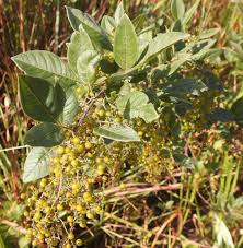 Image result for Searsia pyroides