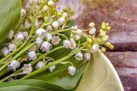 Offrir du muguet pour le 1er mai est un geste élégant et respectueux qui émane d' un usage remontant en france à la renaissance ! Combien Coute Un Brin De Muguet