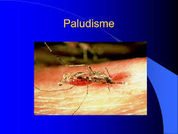 Le paludisme ou la malaria, appelé également « fièvre des marais », est une maladie infectieuse due à un parasite du genre plasmodium, propagée par la piqûre de certaines espèces de moustiques anophèles. Paludisme Ppt Telecharger