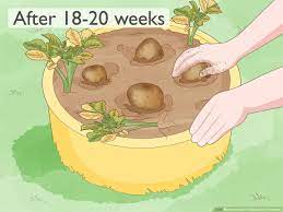 How to plant & grow potatoes: How To Grow Potatoes From Potatoes 13 Steps With Pictures