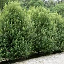Image result for Pittosporum