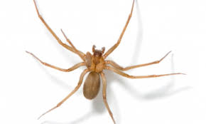 How To Identify Venomous Not Poisonous Spiders
