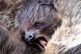 The centre is a lifeline for them as they probably wouldn't have stood a chance if left alone in the wild. Sloth Zooborns
