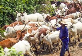 Gindin matan hausawa gindi mai ruwa gindin mata gindin budurwa gindi dadi da bura gindi gindi. Nazari Na Musamman Rincabewar Fadan Makiyaya Da Manoma A Arewa Ta Tsakiya Premium Times Hausa