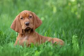We have shih tzu puppies available in both toy, and imperial sizes. Hunting Dog Profile The Graceful Genial Smooth Coated Hungarian Vizsla Gearjunkie