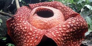 Selain perbedaan itu, masih terdapat beberapa fakta lain tentang bunga bangkai yang layak kita ketahui bersama. Usai 3 Minggu Tumbuh Kuncup Bunga Bangkai Di Kebun Raya Bogor Akhirnya Mekar Merdeka Com