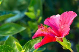 Hibiscus Growing In Zone 9 Choosing Hibiscus Plants For Zone 9 Gardens Hibiscus Plant Easy Plants To Grow Hardy Hibiscus