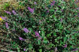 Image result for Buddleja pulchella