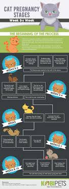 As time goes by, mother cats experience more and more changes to their bodies. Cat Pregnancy Timeline And Labor Advice Kobi Pets