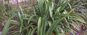 We did not find results for: Agapanthus Species Lily Of The Nile African Lily Agapanthus Africanus