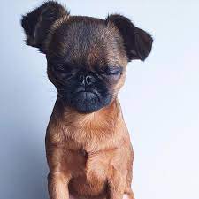 The Puppy Town On Instagram Face After Halloween Is Over Bingandwalter Puppies Wild Dogs Pet Dogs