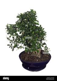 Carmona Scorpionbush Carmona Retusa Carmona Microphylla Carmona Hterophylla Ehretia Retusa Ehretia Microphylla Bonsai Stock Photo Alamy